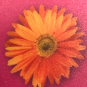 Meet your Posher, Teresa